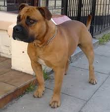 pitbull american bulldog