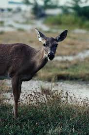 deer net
