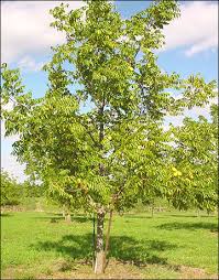 pictures walnut trees