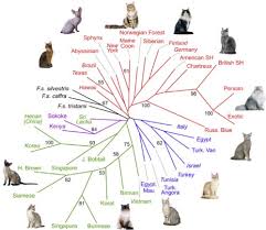 cats breeds