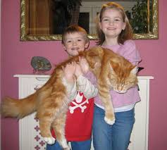main coon cats