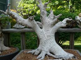 bonsai ficus retusa