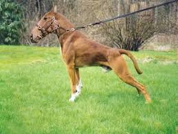 animaux etrange