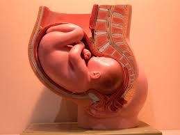 pregnancy picture