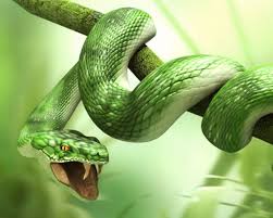 3D Animals