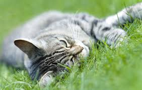 sortes de chats