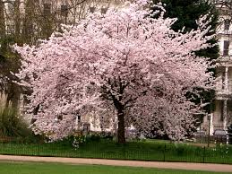 chinese cherry blossom trees