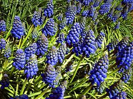 blue flowers