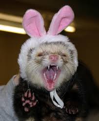 ferret hats