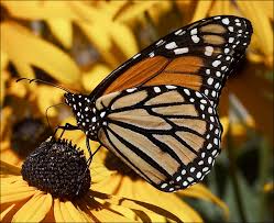 butterfly images