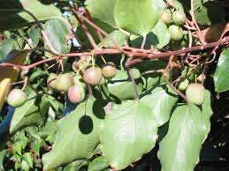 actinidia arguta