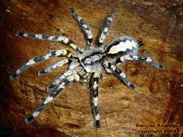 poecilotheria fasciata