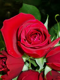roses photos