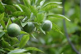 calamansi fruit