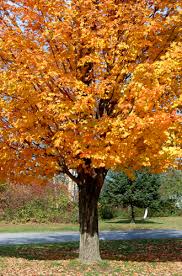 sugar maple tree photos