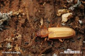 bark beetle