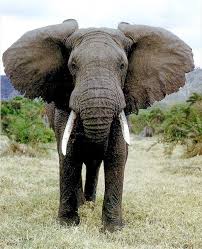 picture of elephant