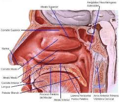fosan1 Cirugía Maxilofacial