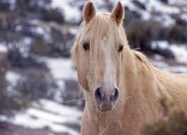 cloud stallion of the rockies