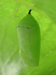 monarch butterfly chrysalis