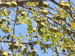 walnut tree