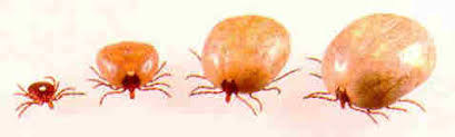 tick identification