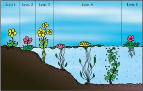 how plants grow