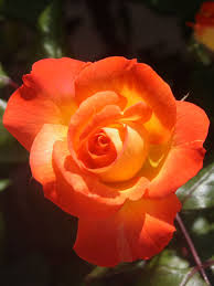 orange yellow rose