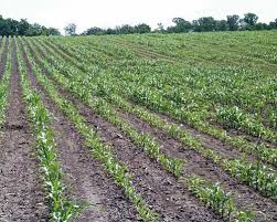 soil moisture