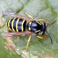 abeille en danger