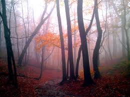 mist wood