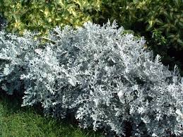 senecio cineraria