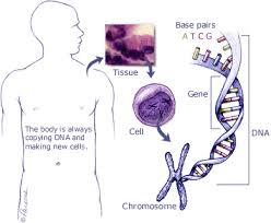 pancreatic cancer is