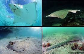 rays fishes
