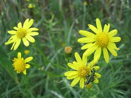 senecio inaequidens