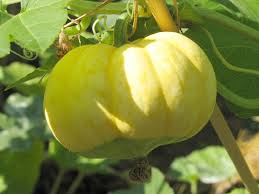 growing squash