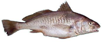 northern kingfish