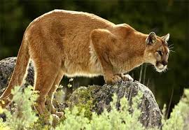 lion pic