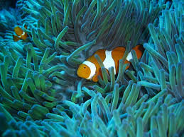 barriere de corail australie