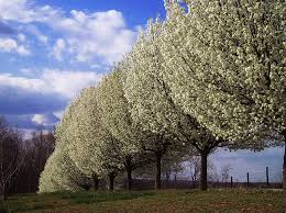 pear trees pictures
