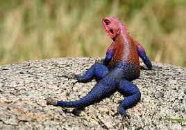 agamas