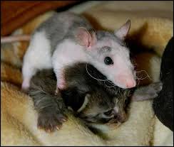 cat and the mouse