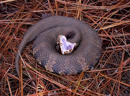 water moccasin pictures