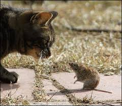 cat and the mouse