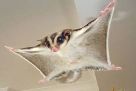 sugar glider pets