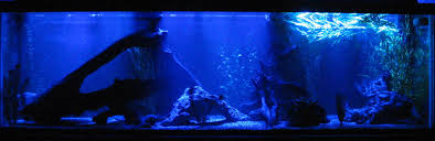 moonlight fish tank