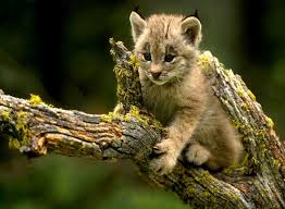 photo lynx