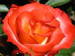 orange yellow rose