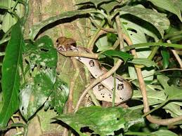 constrictor