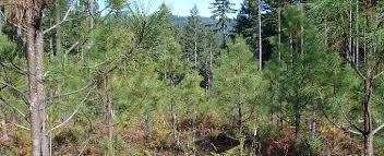 ponderosa pine forest